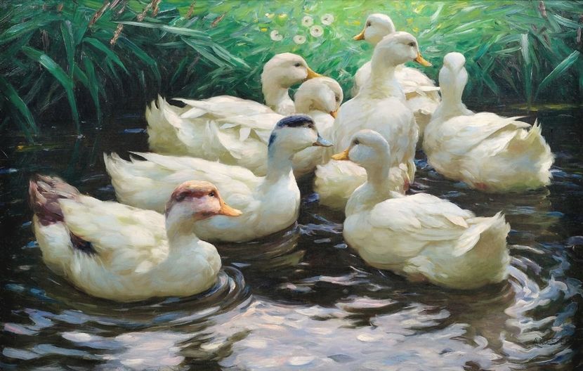 61 - Tablouri- pasari