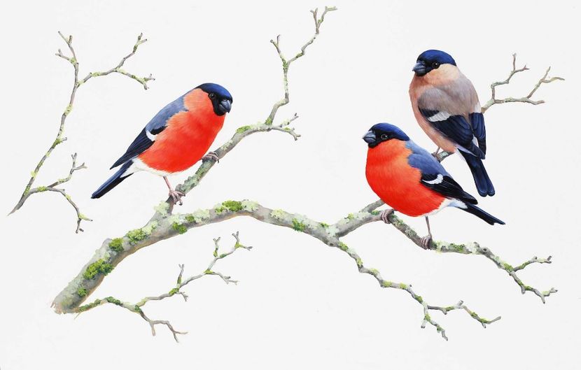 66 - Tablouri- pasari