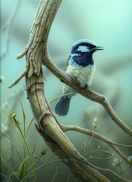 79 - Tablouri- pasari