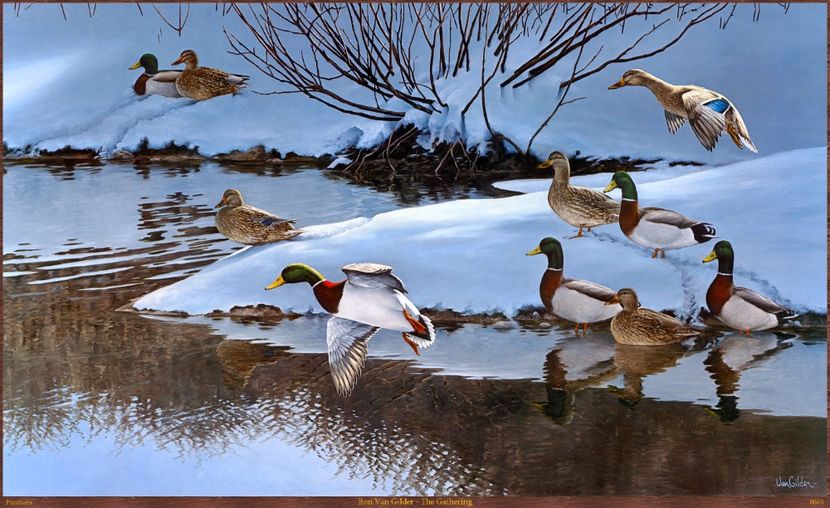 80 - Tablouri- pasari