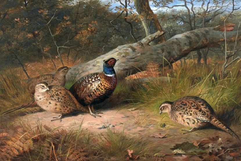 133 - Tablouri- pasari