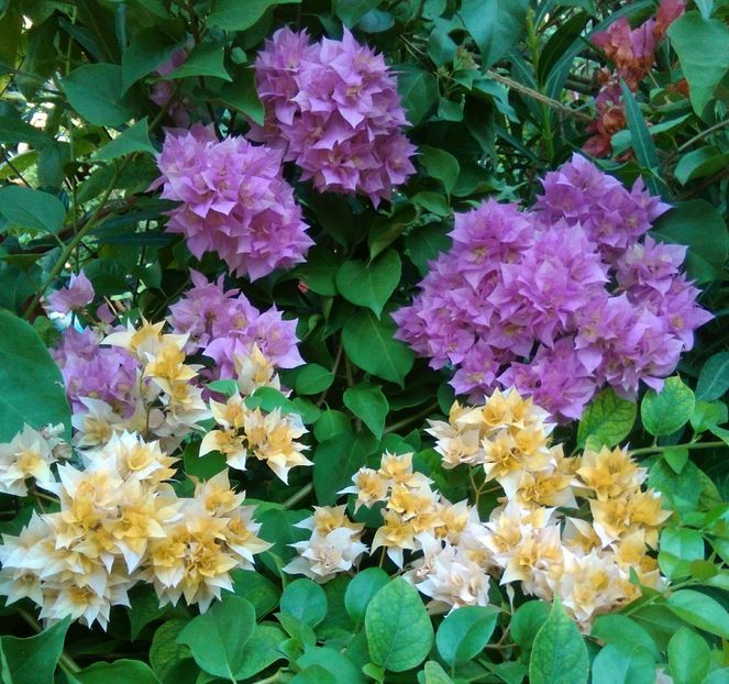  - bougainvillea 2019