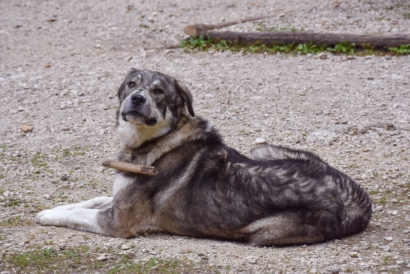  - 12 - Preduleț-Bran-Piatra Craiului-Prăpăstiile Zărneștiului-aug 2019