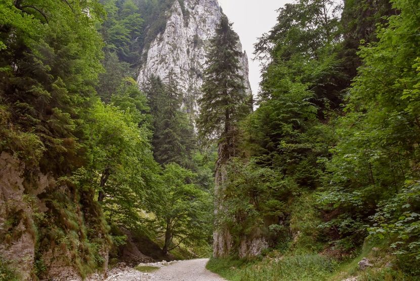 Prăpăstiile Zărneștiului - 12 - Preduleț-Bran-Piatra Craiului-Prăpăstiile Zărneștiului-aug 2019