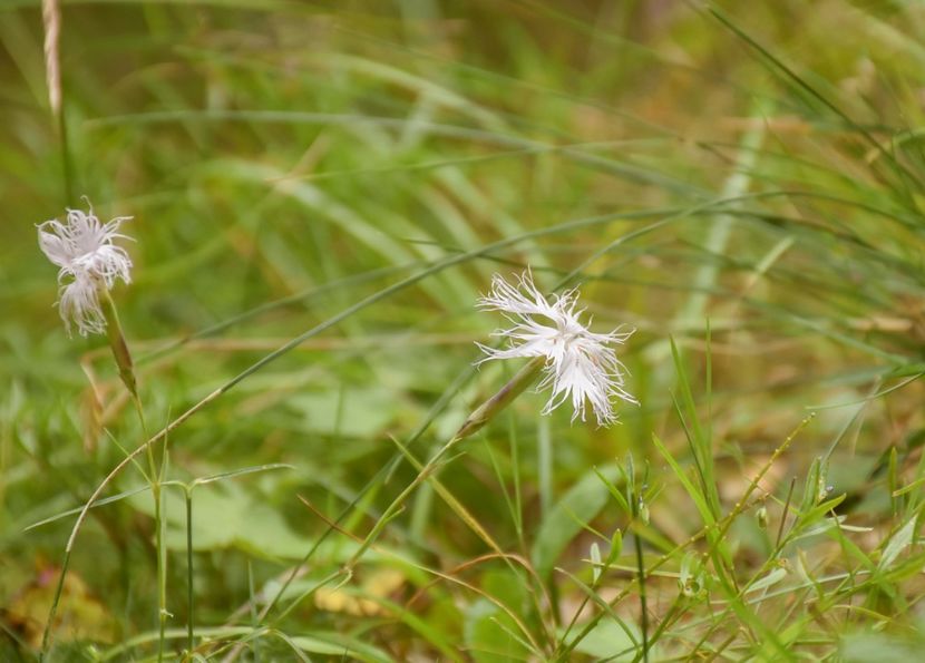 Barba ungurului - 12 - Preduleț-Bran-Piatra Craiului-Prăpăstiile Zărneștiului-aug 2019