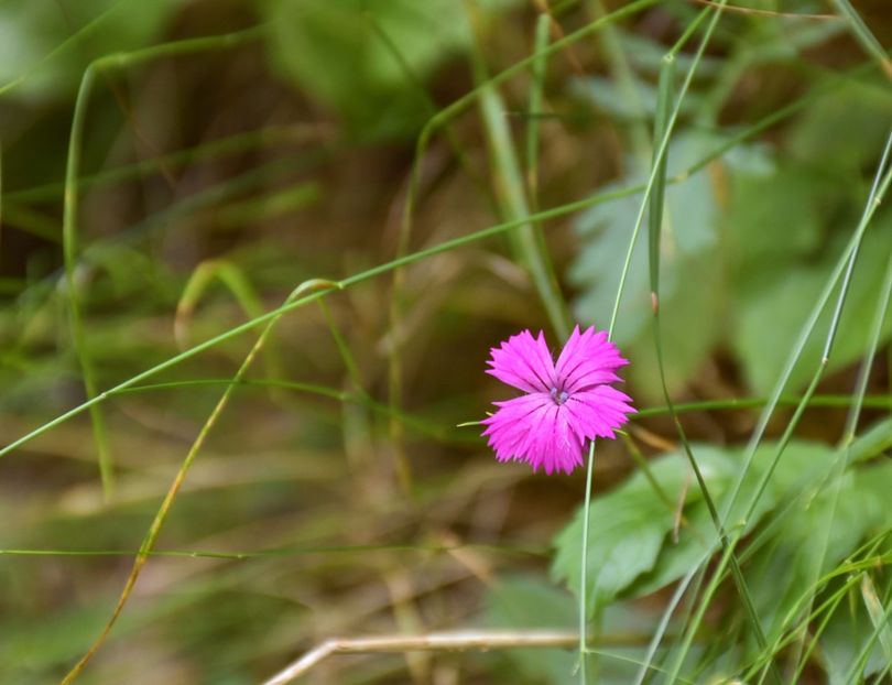 Garofița Pietrei Craiului - 12 - Preduleț-Bran-Piatra Craiului-Prăpăstiile Zărneștiului-aug 2019