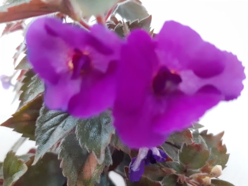  - Violaceea semiplena