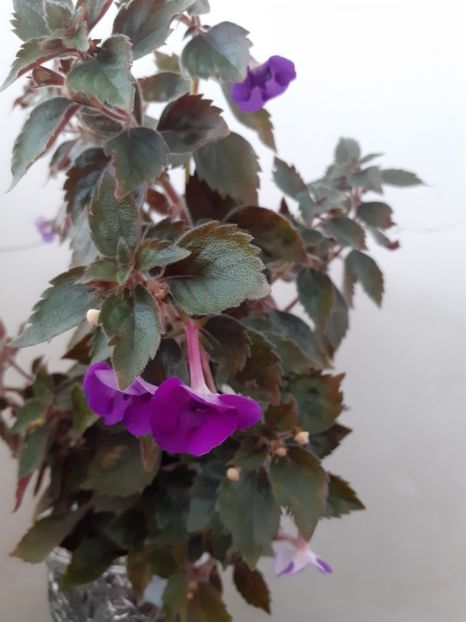  - Violaceea semiplena