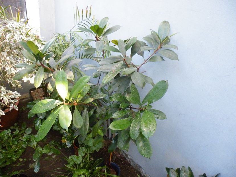 ficus cyathistipula - 2019