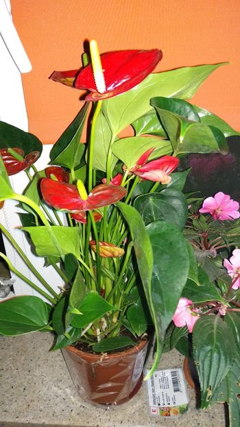 - Anthurium si suculente