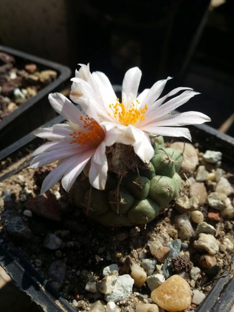  - cactusi 2019
