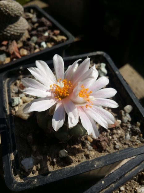  - cactusi 2019