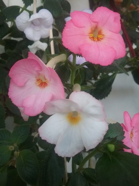  - Vie en Rose