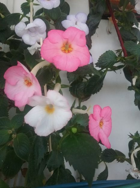  - Vie en Rose