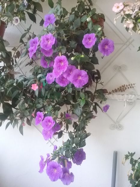  - 2016 achimenes