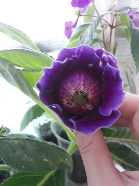  - Gloxinia din seminte