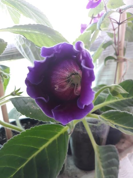  - Gloxinia din seminte