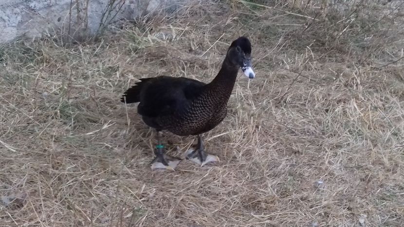 De - Bomboane asortate 2019