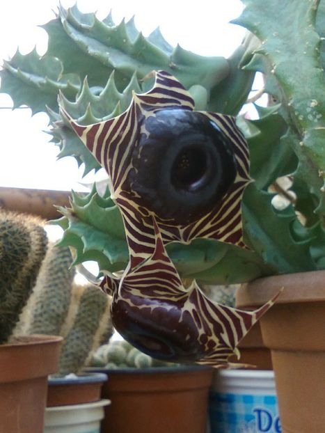 huernia zebrina -flori - Cactusi și suculente