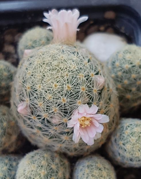 Mammillaria giselae - Mammillaria