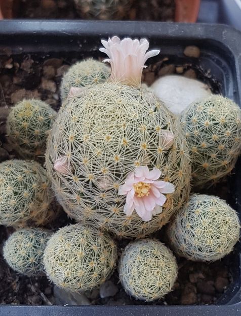 Mammillaria giselae - Mammillaria