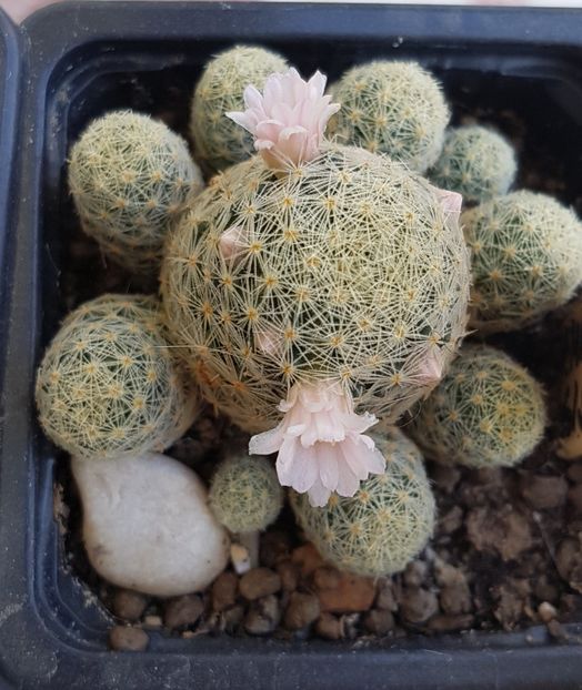Mammillaria giselae - Mammillaria