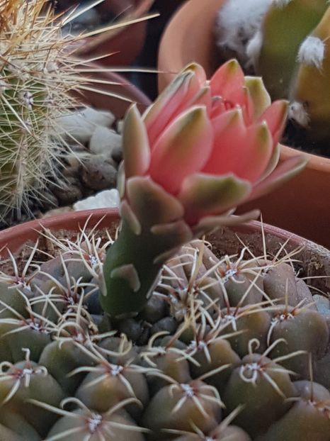 Gymno baldianum-sa vedem daca mai apuca sa deschida floarea? - Gymnocalycium