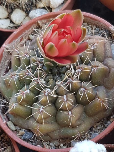  - Gymnocalycium