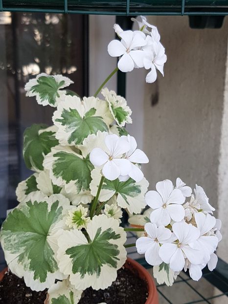 Mont Blanc - Muscate de colectie 2019