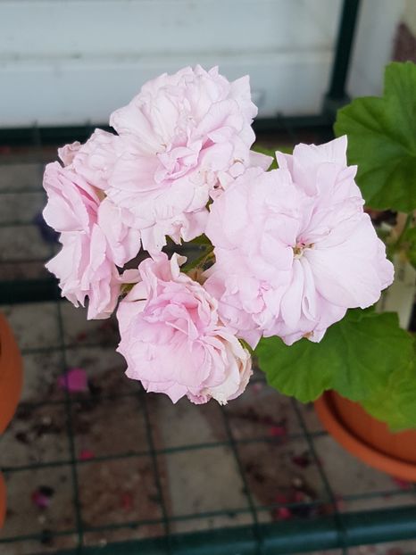 Millfield rose - Muscate de colectie 2019