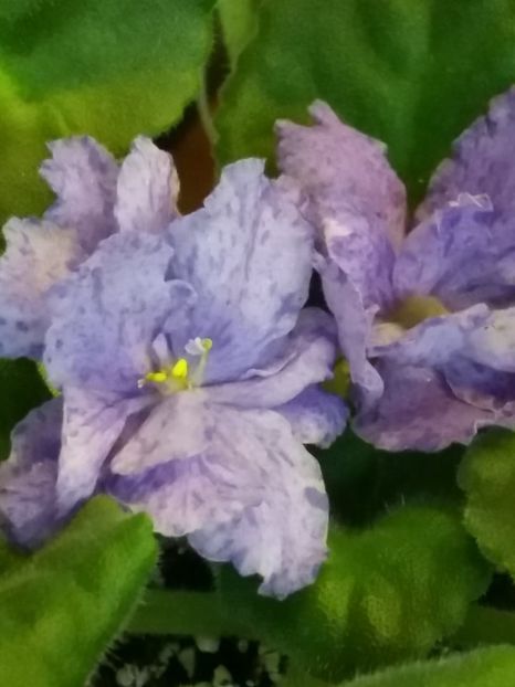  - ZZZSharlene Nostalgie