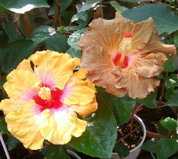  - Hibiscus Suntan