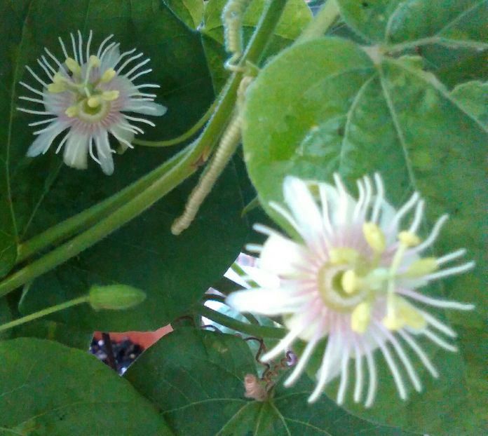 trifasciata - Passiflore 2019