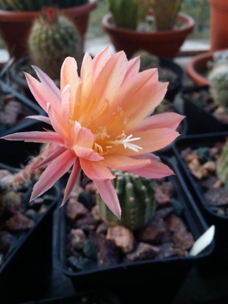  - cactusi 2019