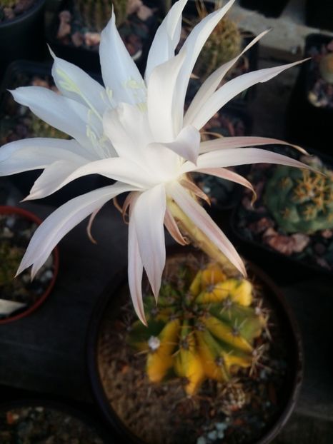  - cactusi 2019