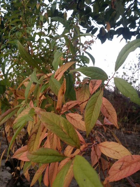  - curtea cu toate cele 2019