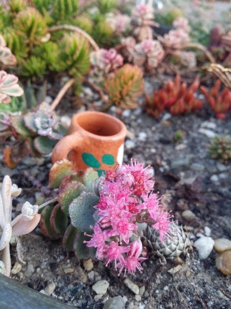  - curtea cu toate cele 2019