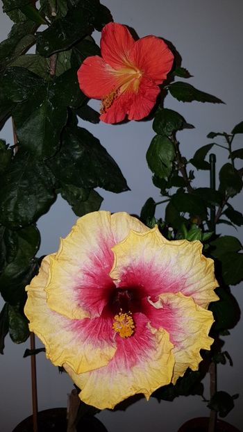  - Hibiscus Space Mystery