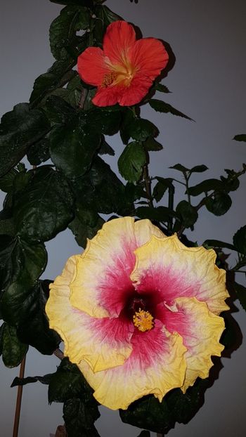  - Hibiscus Space Mystery