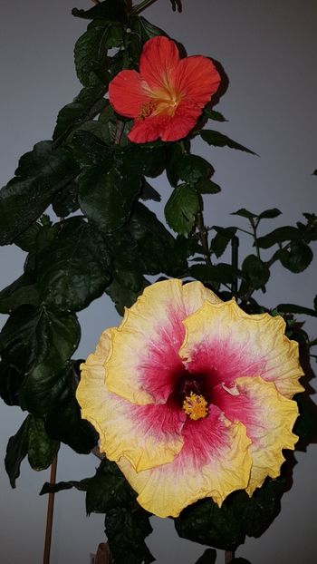  - Hibiscus Space Mystery