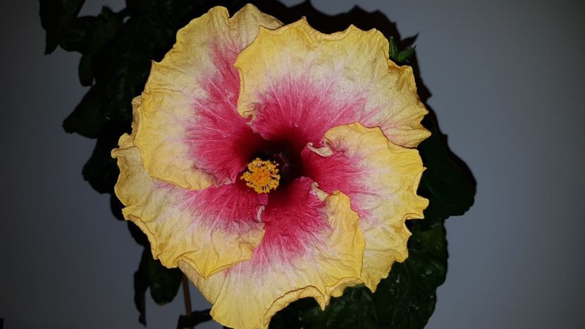  - Hibiscus Space Mystery