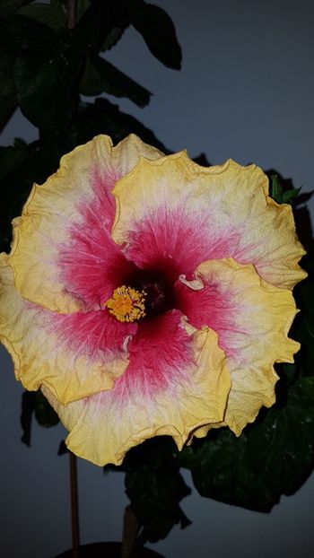  - Hibiscus Space Mystery