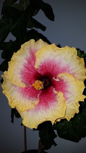  - Hibiscus Space Mystery