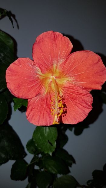  - Hibiscus MT Sixtynine