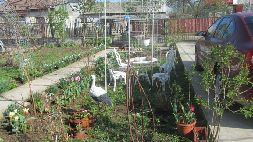 Narcisa 009 - Foto Narcisa