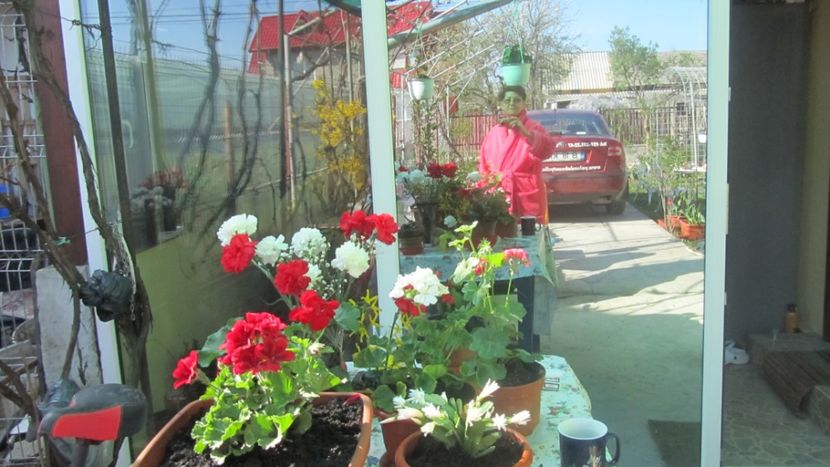 Narcisa 010 - Foto Narcisa