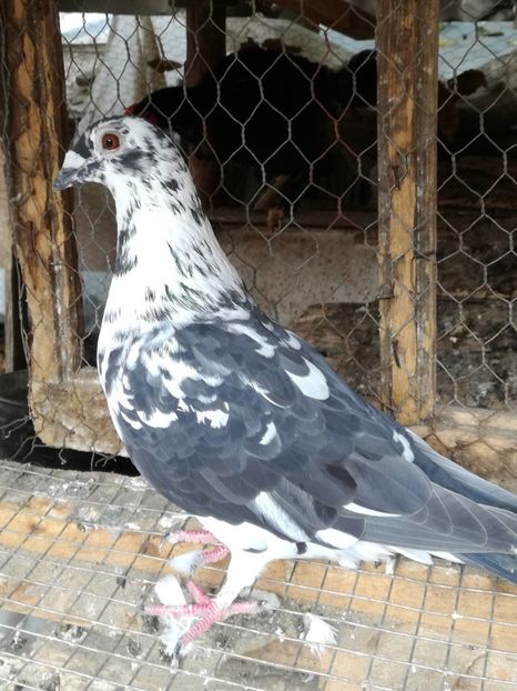 Femela 19 - PT UN PRIETEN