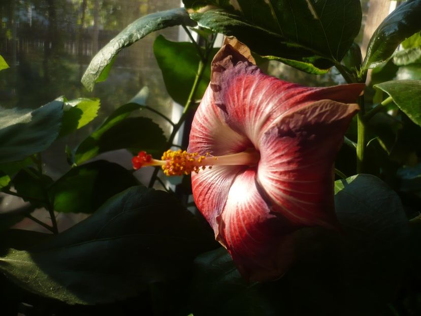 P1430096 - HIBISCUSI 2019-3