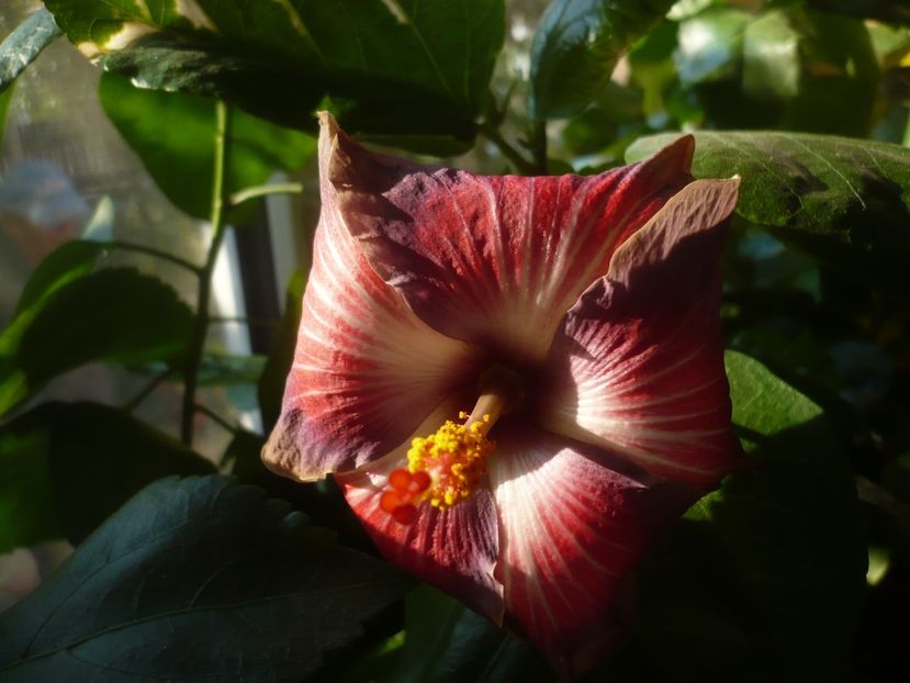 P1430097 - HIBISCUSI 2019-3