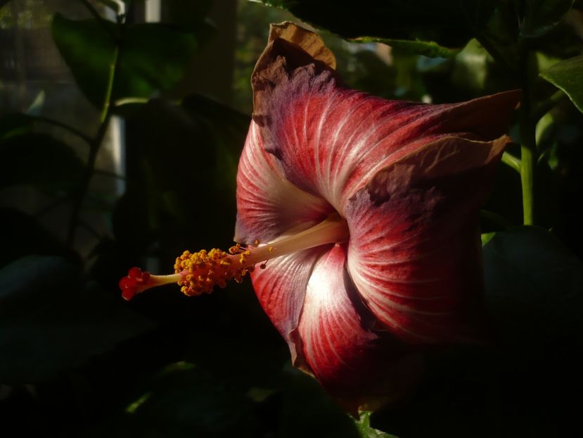 P1430098 - HIBISCUSI 2019-3